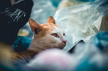 Zálohování nápojových obalů zavedlo 18 zemí Evropy