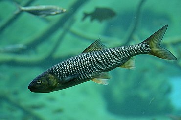 Povodí Moravy pracuje na tom, aby v Dyji v Břeclavi kvůli sinicím nehynuly ryby
